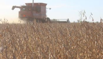 En el norte se cosechó un 70 % de la soja y el rinde cae 5,5 qq/ha contra el año pasado
