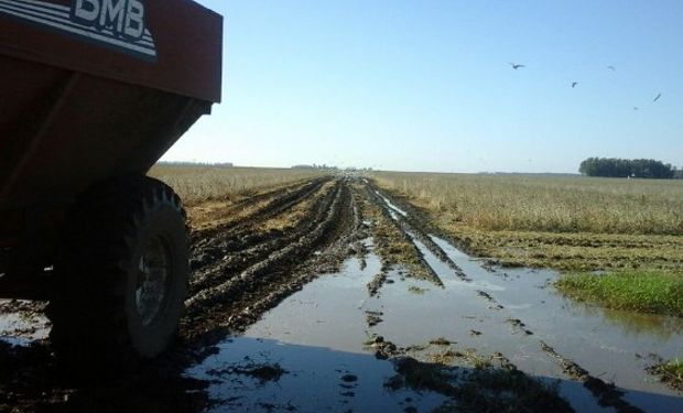 La próxima tanda de cosecha debe avanzar sobre cuadros alejados de rutas y caminos que se internan en pantanales; sin dudas, una gran limitante.