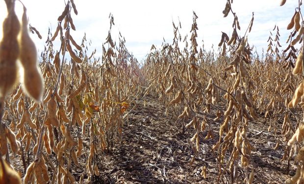 El aumento de la producción agrícola brasileña este año será impulsado principalmente por la soja, cuya cosecha representa casi la mitad de todos los granos.