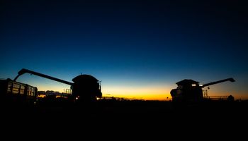 El precio de la soja se desploma más de US$ 20 la tonelada: qué cambió que impacta tanto en el mercado