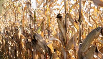 Maíz: la nueva campaña superaría los 60 millones de toneladas y aportaría US$ 8400 millones en exportaciones