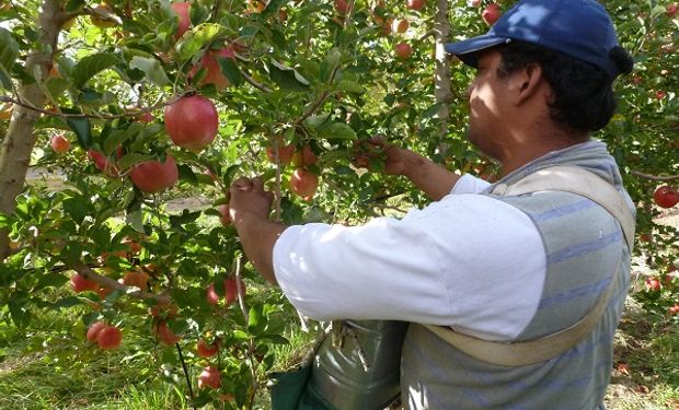 Solicitan extender la emergencia frutícola para peras y manzanas