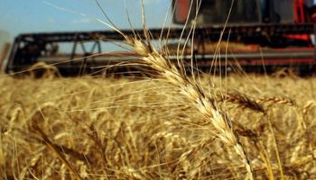 Habrá más trigo en el mundo
