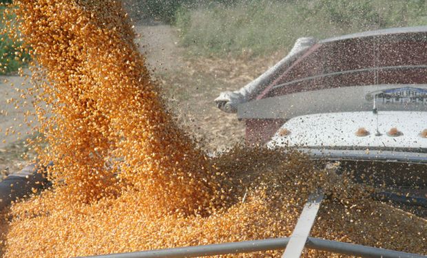 La cosecha récord en Estados Unidos se encuentra sobre la recta final.