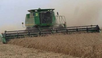 El precio de la soja en el mercado local se negoció con una suba de US$ 5 por tonelada