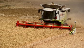Caería la cosecha global de trigo y maíz en 2014/15