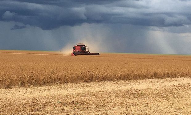 Soja y maíz: se espera una cosecha mundial sin precedentes en la campaña 2020/21