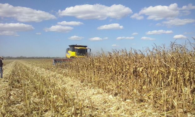 La sequía genera tensión en la demanda de maíz y la alimentación animal presiona sobre la oferta