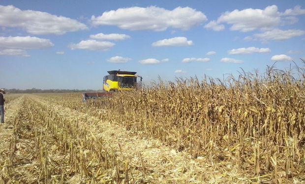 Pese a las bajas de Chicago, el maíz volvió a subir en el mercado local