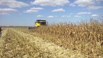 Maíz: un productor entrerriano necesita un rendimiento de 49 quintales para cubrir los costos