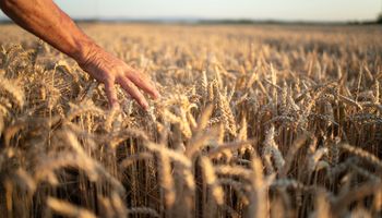 Repartija: la lista de 45 asesores que recibirán $84 millones para ayudar a productores de trigo