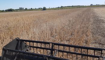 Ya se cosechó más de la mitad de la soja y el rinde medio cayó a 32,3 qq/ha