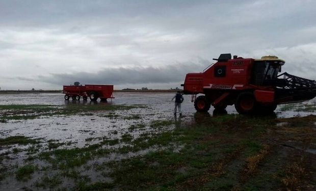 Preocupación por la falta de sustentación de cara a la cosecha.
