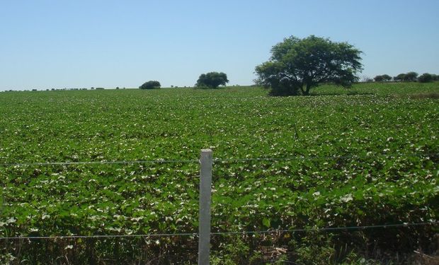 Se elevó un 12% frente a 2015.