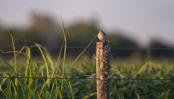 Alambrado vs. cerco eléctrico, casi $15.000.000 contra $4.600.000: así evoluciona el costo de cercar un campo