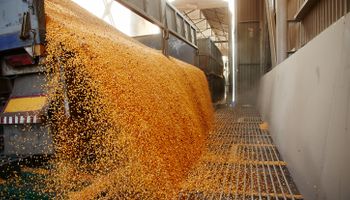 Cotação do milho mostra firmeza apesar de fatores baixistas