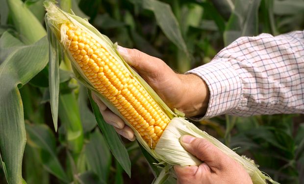 Cotação do milho atinge menor valor desde dezembro