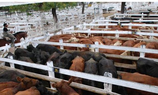 Buena salida en vacas y toros
