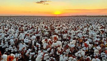Com foco na produtividade Fundação Mato Grosso realiza dia de campo de algodão