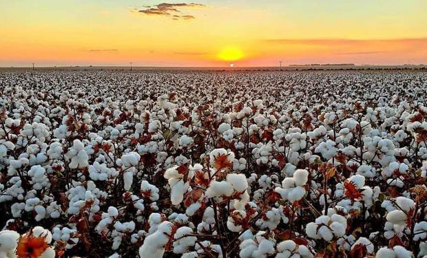 Com foco na produtividade Fundação Mato Grosso realiza dia de campo de algodão