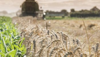 Productores y asesores del núcleo triguero contaron cómo impactó el Covid-19 en la región