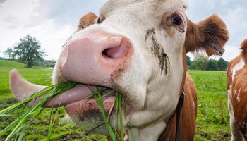 Calentamiento global: qué culpa tiene la vaca y la importancia de los sistemas pastoriles
