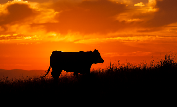 "Sería un desastre": un agrónomo uruguayo imaginó un mundo sin ganadería