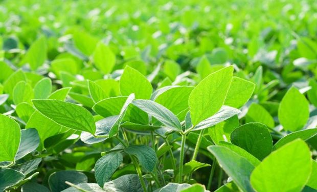 En Agroindustria, diversas fuentes creen que finalmente la rebaja se postergará.