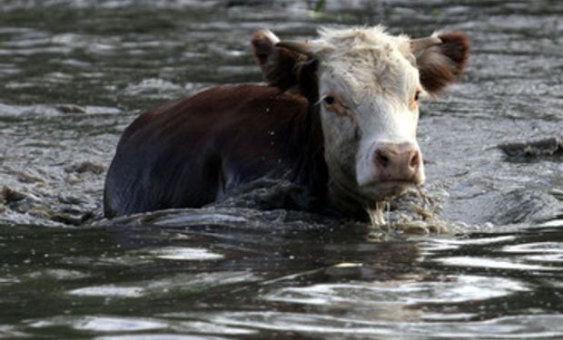 Alerta ganadera por la crecida del Paraná