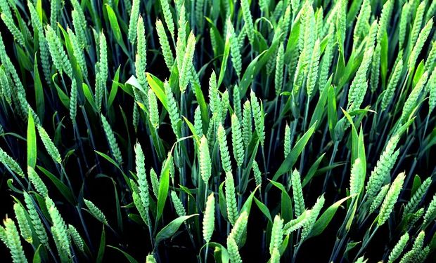 La parte insecticida de Kava® protege al cultivo de plagas como Gusanos blancos, Gusanos alambre, Pulgón ruso, Pulgón verde y Gorgojo del trigo.