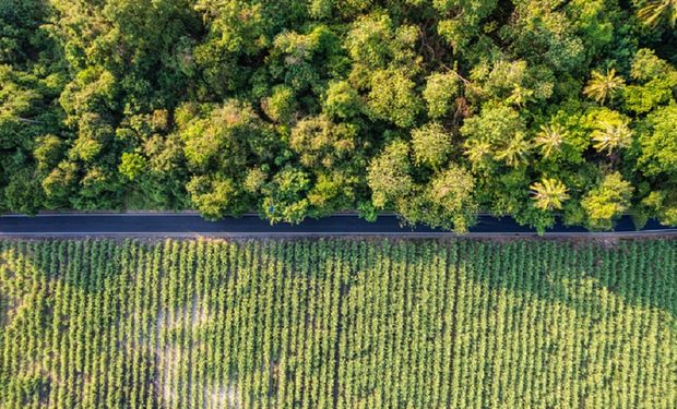 FPA diz que mercado de carbono pode ser bom e rentável ao agro