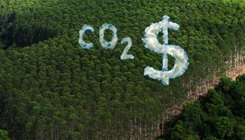 Banco do Brasil leiloa três fazendas com pagamento em crédito de carbono