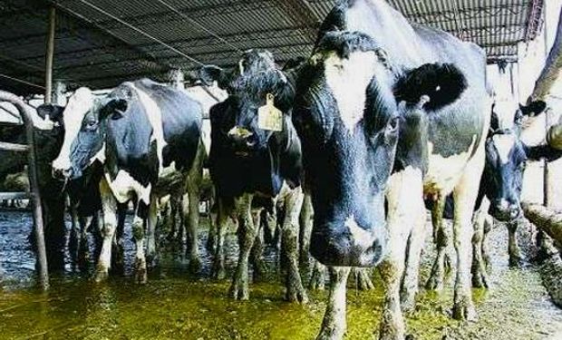 Buena relación de la leche con los costos de producción