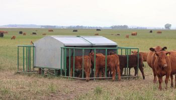 La técnica para tener US$ 214 de ingreso extra por ternero