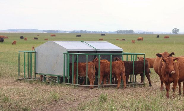 La técnica para tener US$ 214 de ingreso extra por ternero