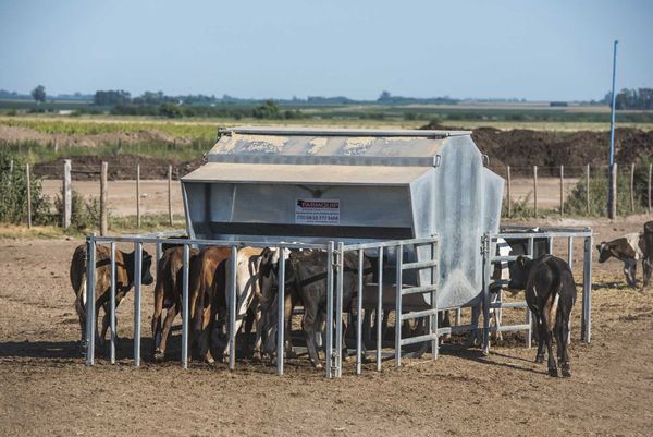 creep feeding terneros