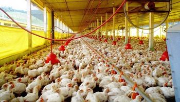 Cresta Roja: miles de nuevos pollos trajeron la vuelta al trabajo