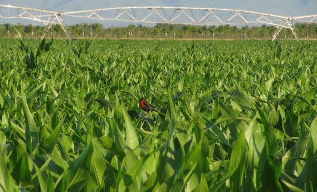 Cresud vendió 500 hectáreas de un campo de La Pampa: a qué precio y con qué estrategia se concretó la operación