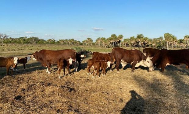 La cría enfrenta ventas forzadas y el desafío está en no descapitalizarse