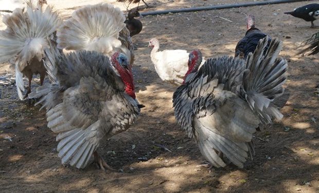 Se trata de una carne con gran aporte nutricional, bajo contenido de grasas colesterol y colágeno.