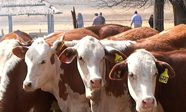 El directivo piensa en el financiamiento como una de las asignaturas pendiente para modernizar la ganadería, pero no la única.