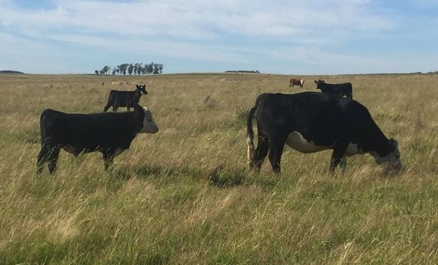 Primeras señales del escenario ganadero 2020.