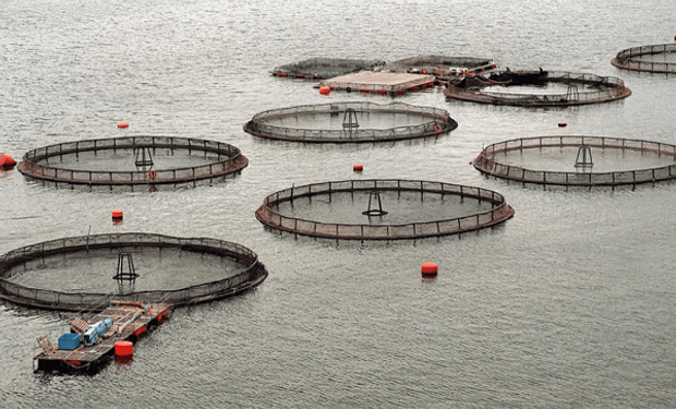 Primer país del mundo: se prohíbe la cría de salmón en Tierra del Fuego | Agrofy News