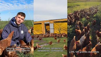 Cuánto cuesta instalar una granja de huevos pastoriles y qué ganancia puede dar: con casi 500 aves produce 300 huevos por día y cuenta los detalles del negocio