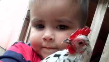 Criança perde galinha na tragédia do RS, comove vizinhos e ganha nova ave de estimação