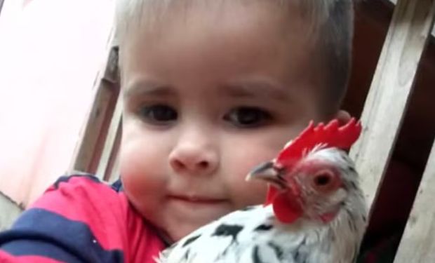 Criança perde galinha na tragédia do RS, comove vizinhos e ganha nova ave de estimação