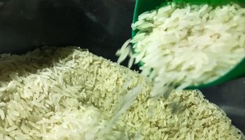 Setor do arroz alerta para colapso e cobra união entre lavoura, indústria e governo