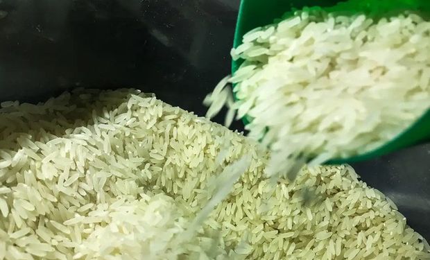Setor do arroz alerta para colapso e cobra união entre lavoura, indústria e governo