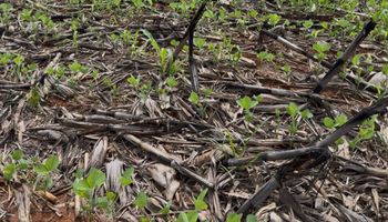 Crise hídrica afeta lavouras em Mato Grosso e Aprosoja pede revisão da safra 2025/26 ao Mapa