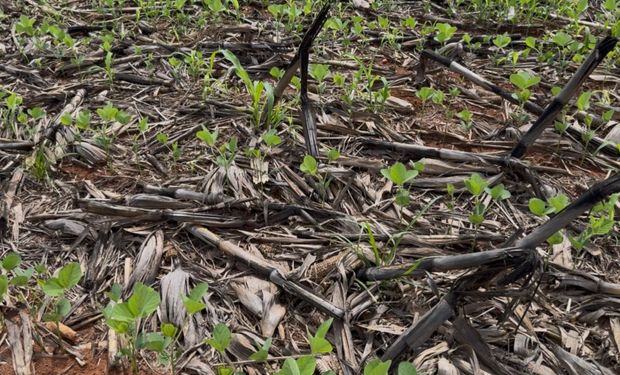 Crise hídrica afeta lavouras em Mato Grosso e Aprosoja MT pede revisão da safra 2025/26 ao Mapa